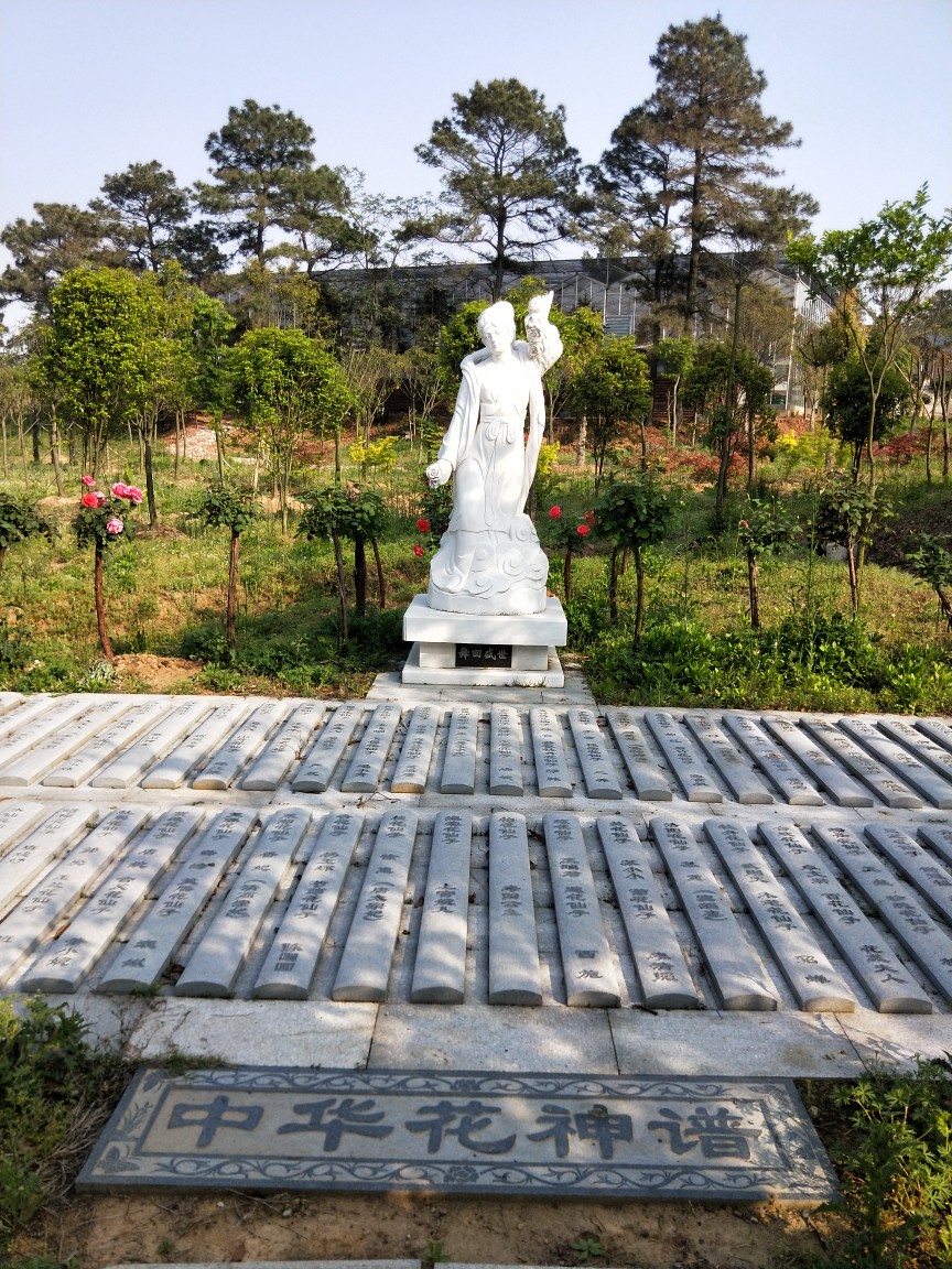 石湫玫瑰园,玫瑰花正在盛开中