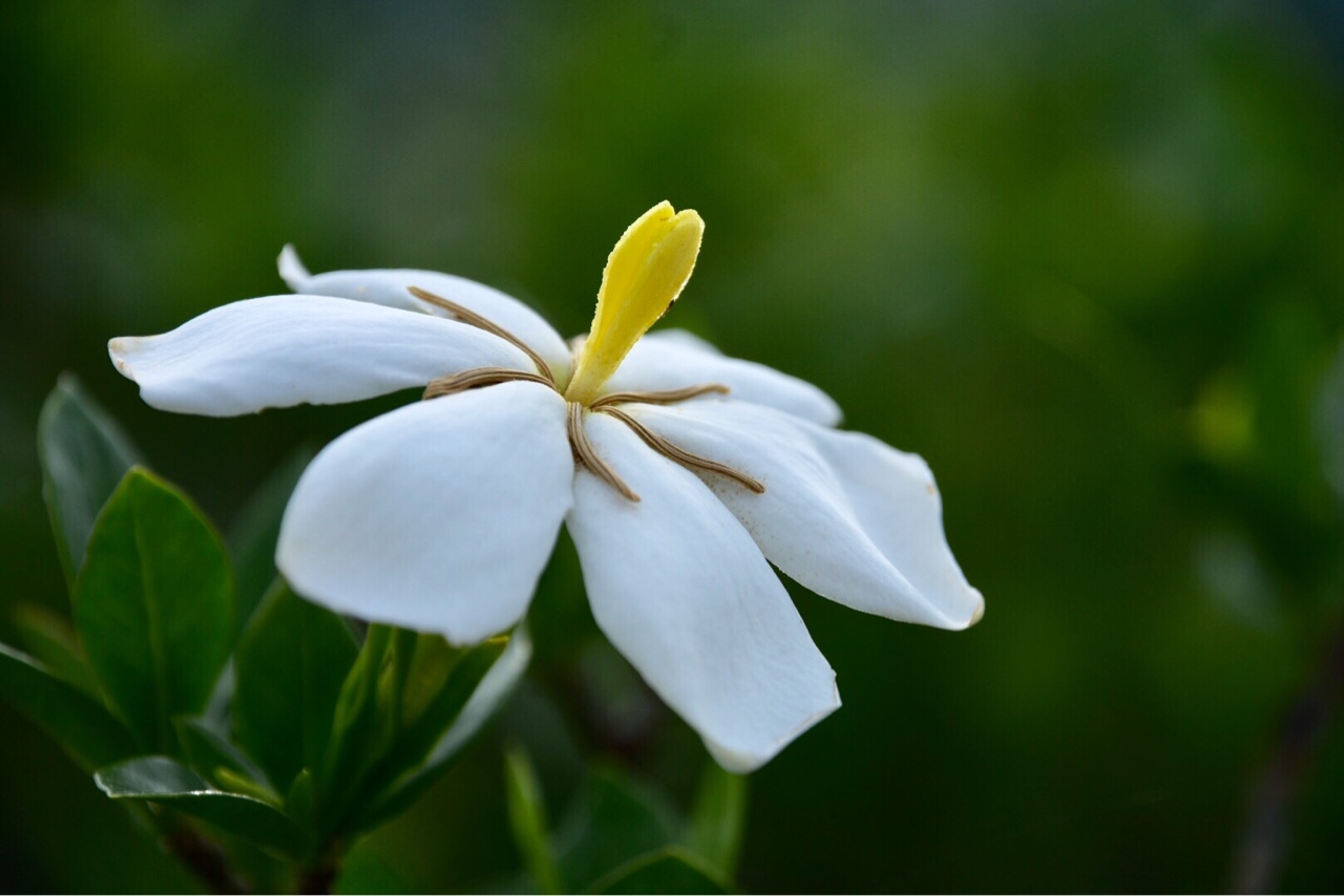 溧水论坛 兴趣圈 摄友之家 枙子花随拍 马上注